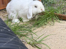 Chocolate magpie mini lop Buck