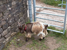 Registered yearling Pygmy nanny