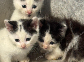 6 kittens