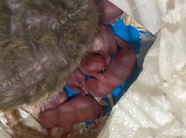 Newborn Babies