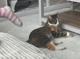 Having to rehome due to not getting along with older cat