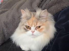 Persian cat looking for new home