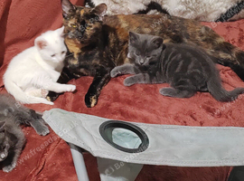 3 beautiful kittens looking for home