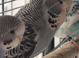 Budgies for sale.