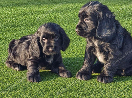 Cocker spaniel puppies