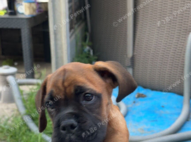 Boxer x bullmastiff