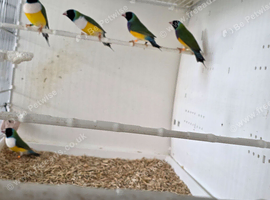 Gouldian Finch