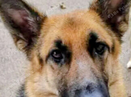 Gentle Girl