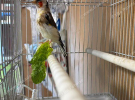 Good bird