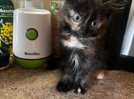 Adorable tortoiseshell kittens