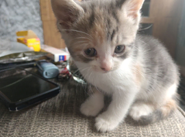 kitten for sale
