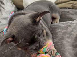 I have a loving puppy
