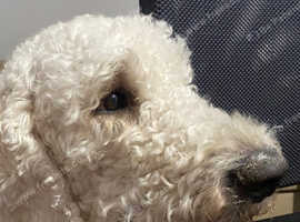 Multigenerational Goldendoodle for Stud