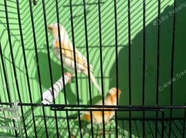 Red mosaic pair