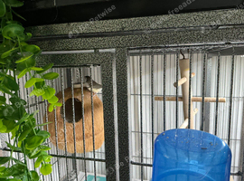 Owl finches wanted