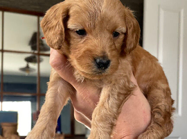 Toy/Miniature F1B Cockapoos 1 boys left