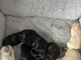 Puppies looking for their new homes