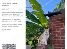 MISSING CAT