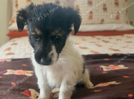 4 boy jack russel puppies ready to leave 2 boys left