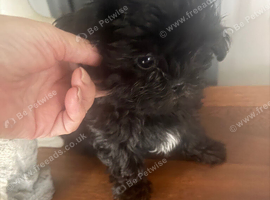 Tea cup shihpoo for sale
