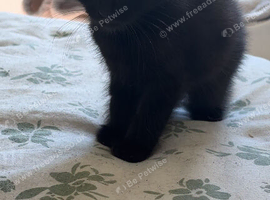 5 Beautiful kittens