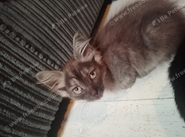12 week old male Maine coon