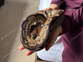 Royal python