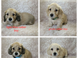 Cream long haired miniatures READY NOW