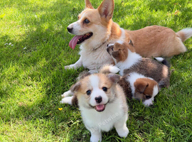 Pembrokeshire corgi puppies