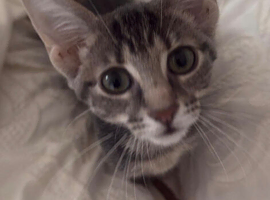 URGENT* 4-5 month estimated Tabby