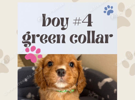 Cavapoo puppies