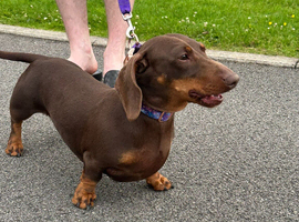 Miniature dachshund female