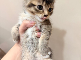 Kitten