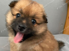 Pomeranian puppies for sale