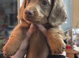 Long hair Miniature dachshund