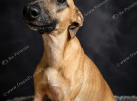 Kc reg whippet litter.