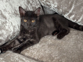 Half ragdol kitten &pound;80