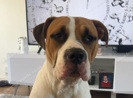 Male American bulldog age 3
