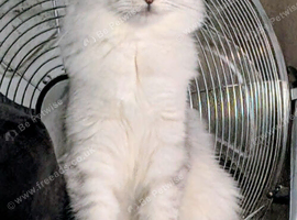 Beautiful 12week old kitten