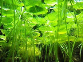 Amazon Frogbit Live Floating Aquarium Plants