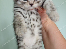 Kitten