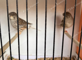 Pair blue canarys