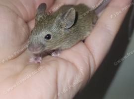 Baby male mice