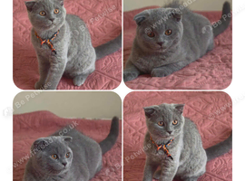 3 Scotish Fold shorthair
