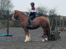 Substantial Irish Draught mare