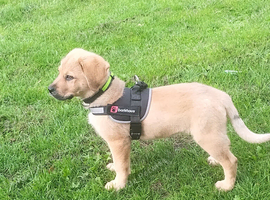 Mastiff cross alsation