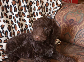 READY NOW. STUNNING F1b COCKAPOOS FROM 5* LICENCED BREEDER