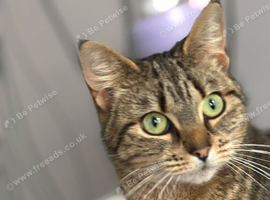 Four year old Female Cat