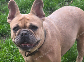 French bulldog bitch
