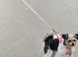 1y 4 months old Cavachon